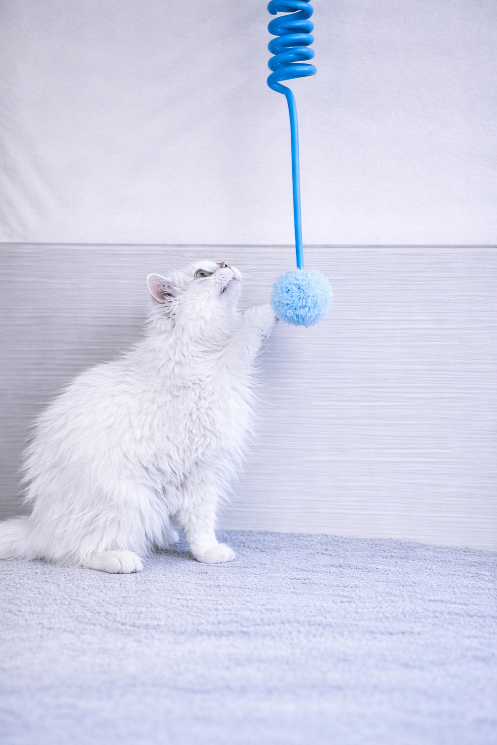 Ressort magique chat