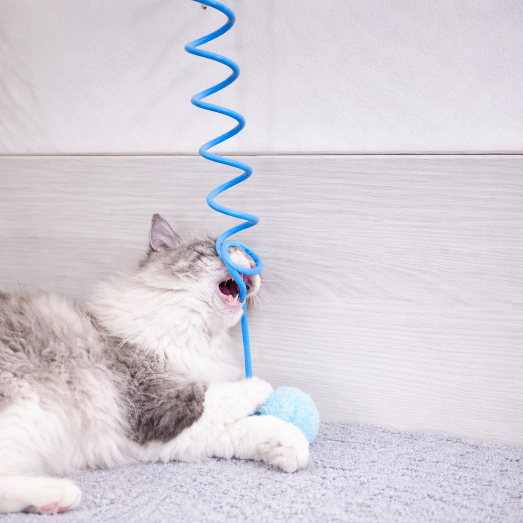 Ressort magique chat